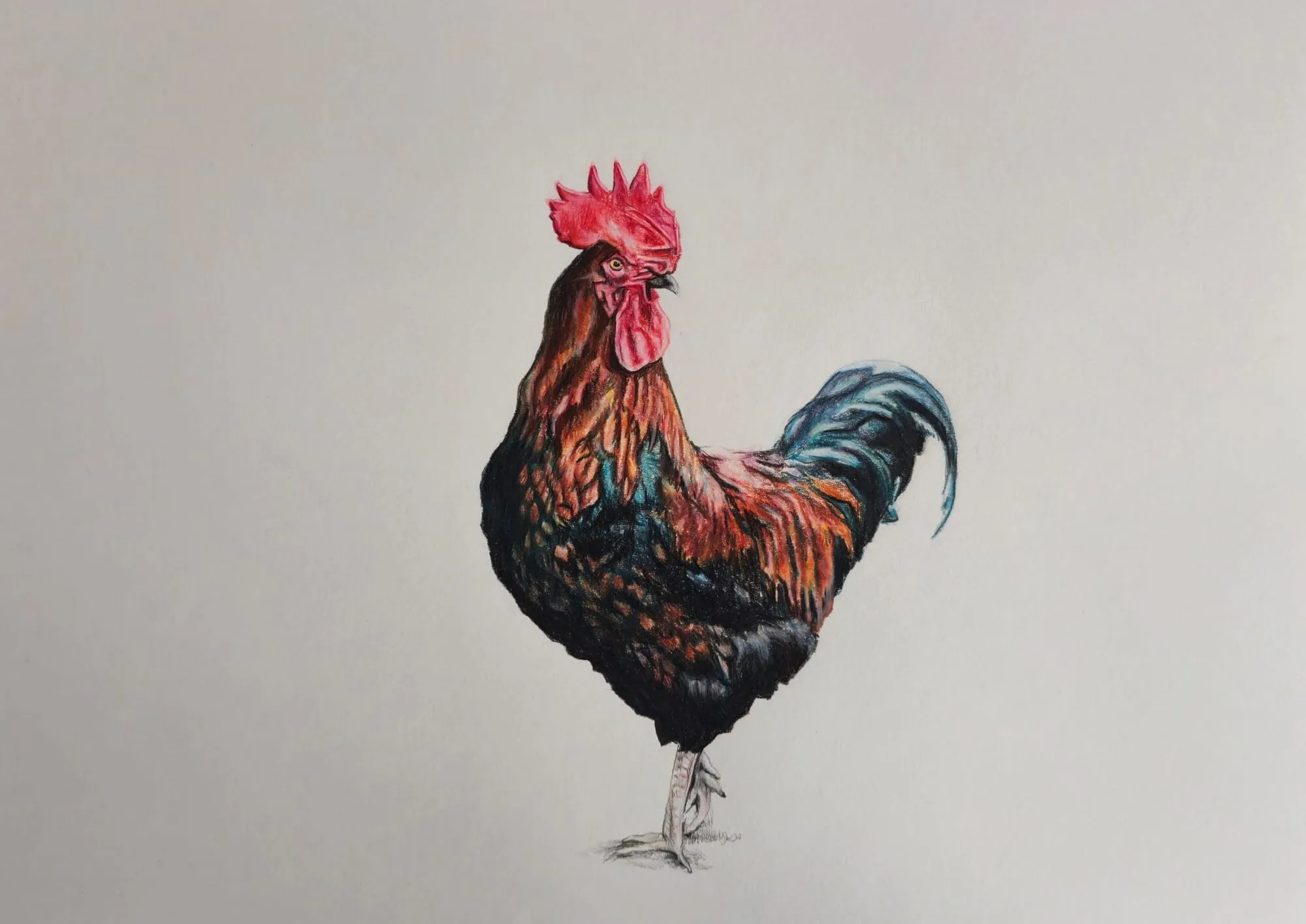 A rooster drawn in coloured pencil