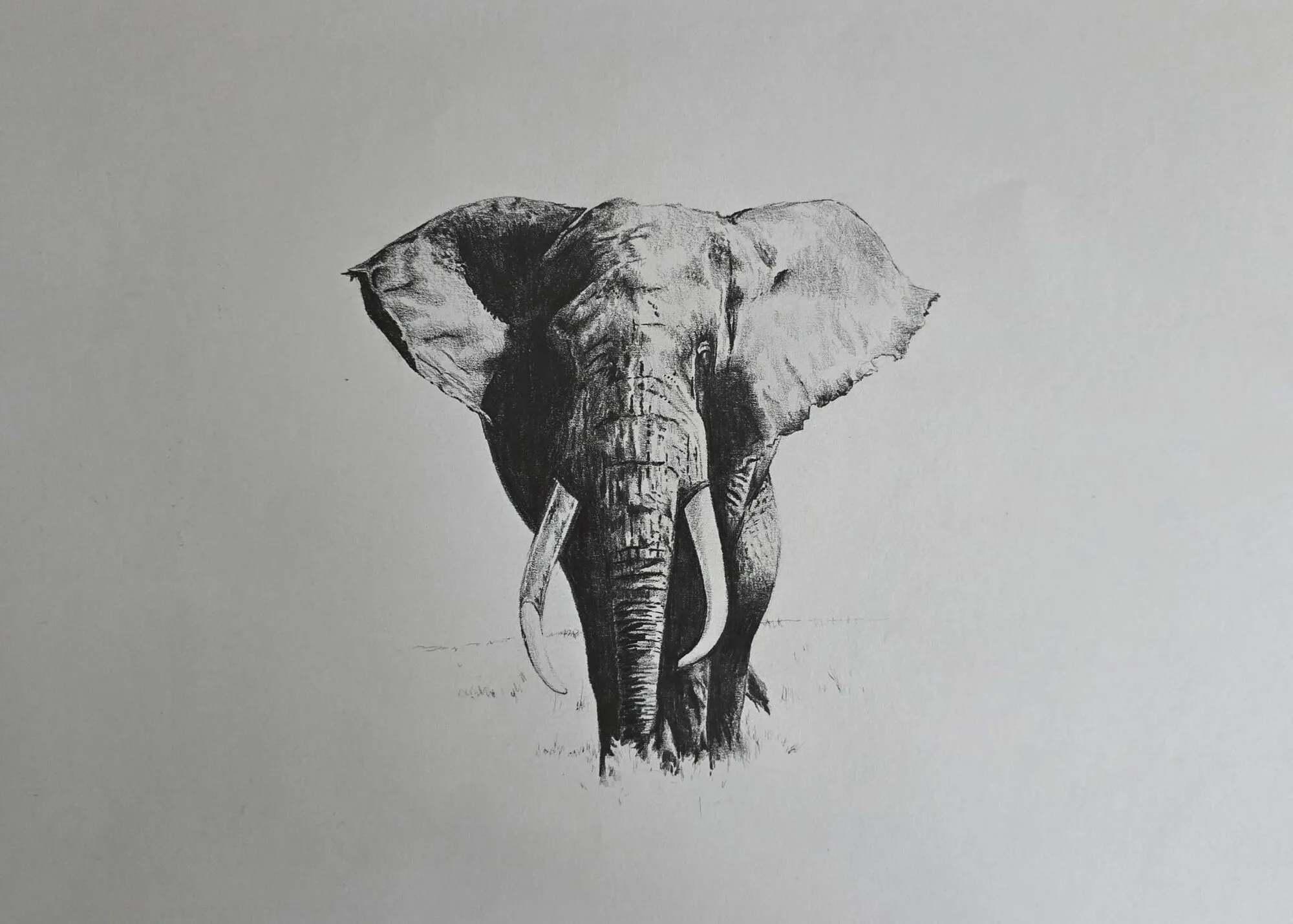 An elephant walking forward drawn in graphite pencil