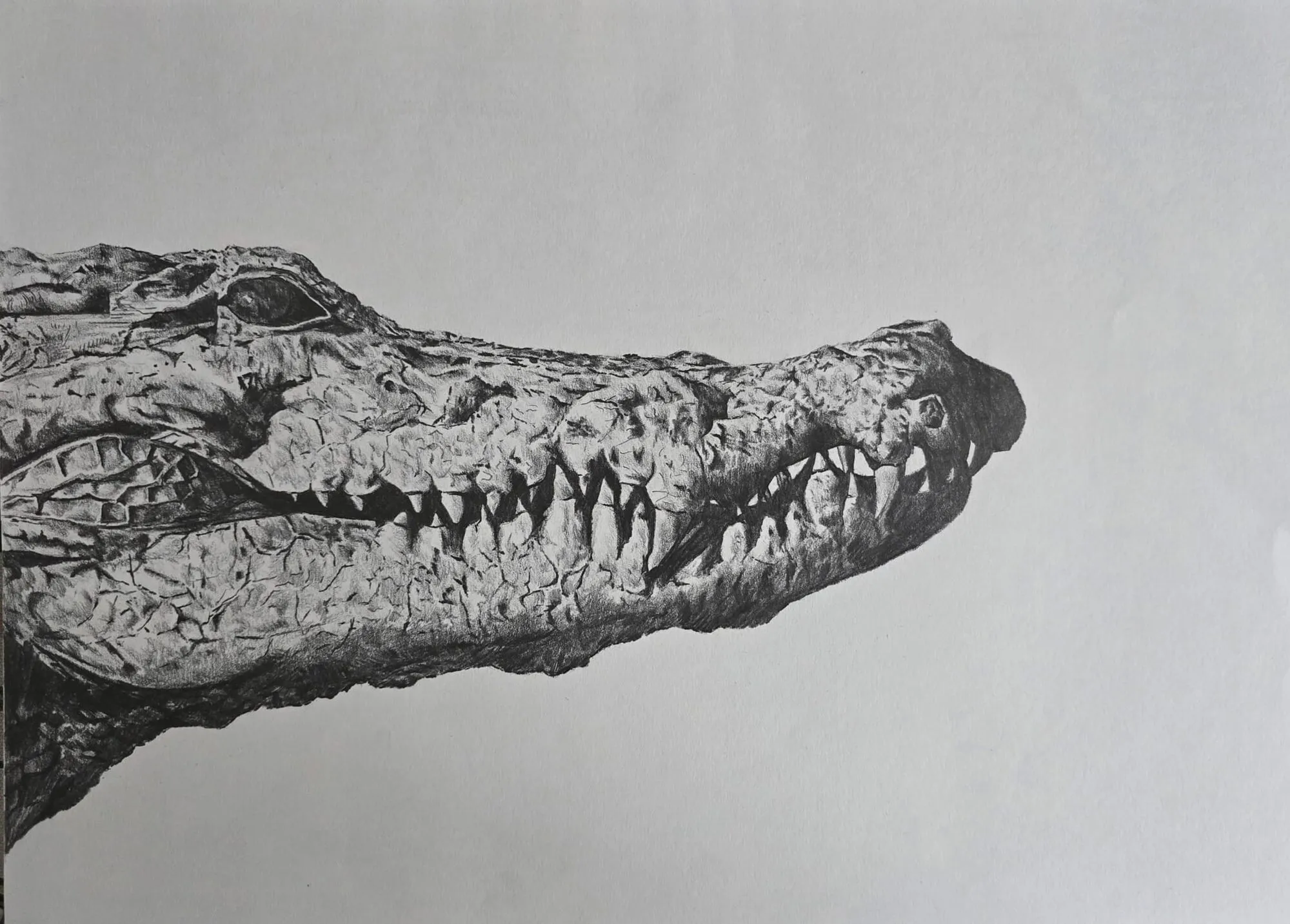 A crocodile's head and teeth drawn in graphite pencil