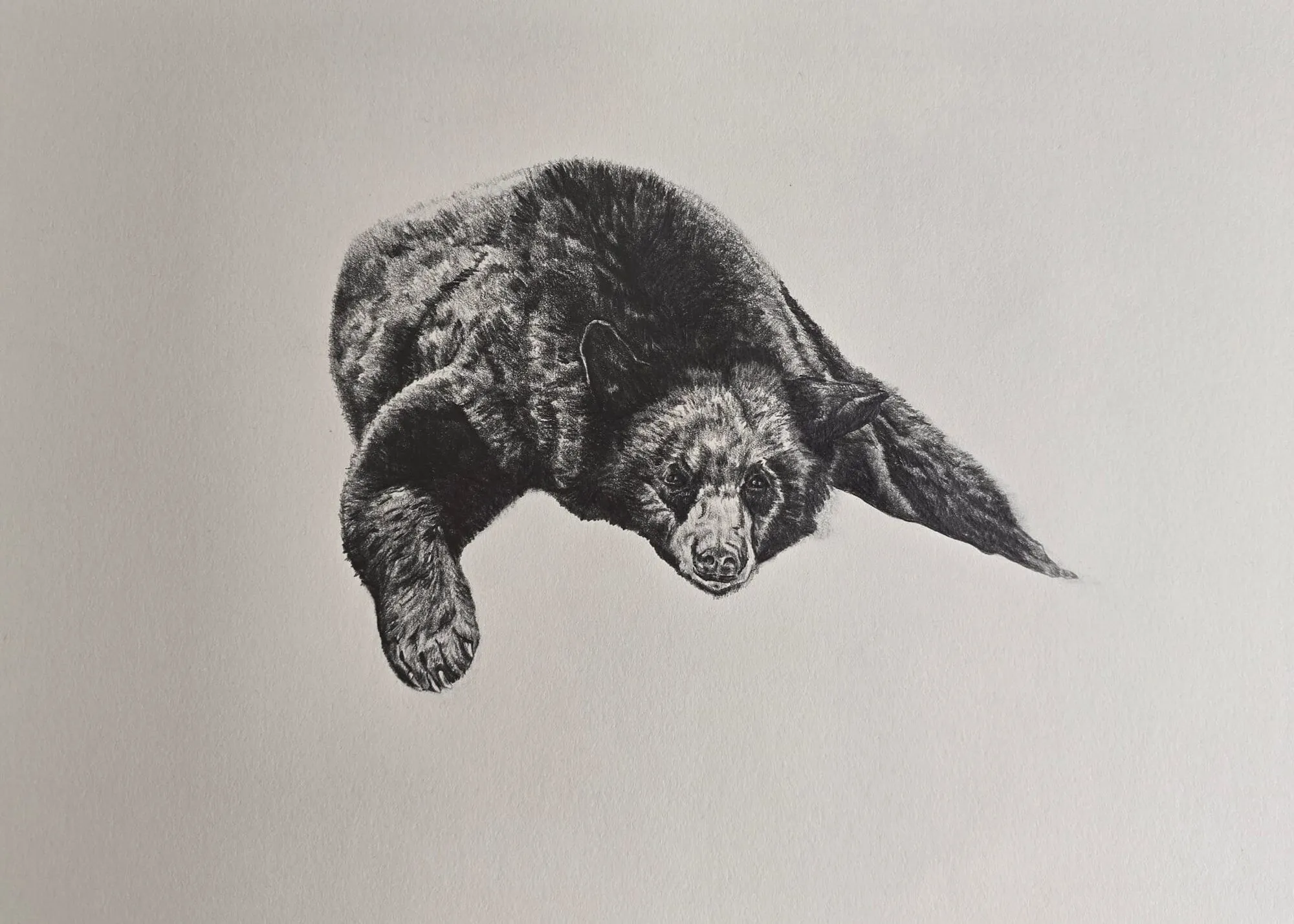 A bear lying down drawn in graphite pencil