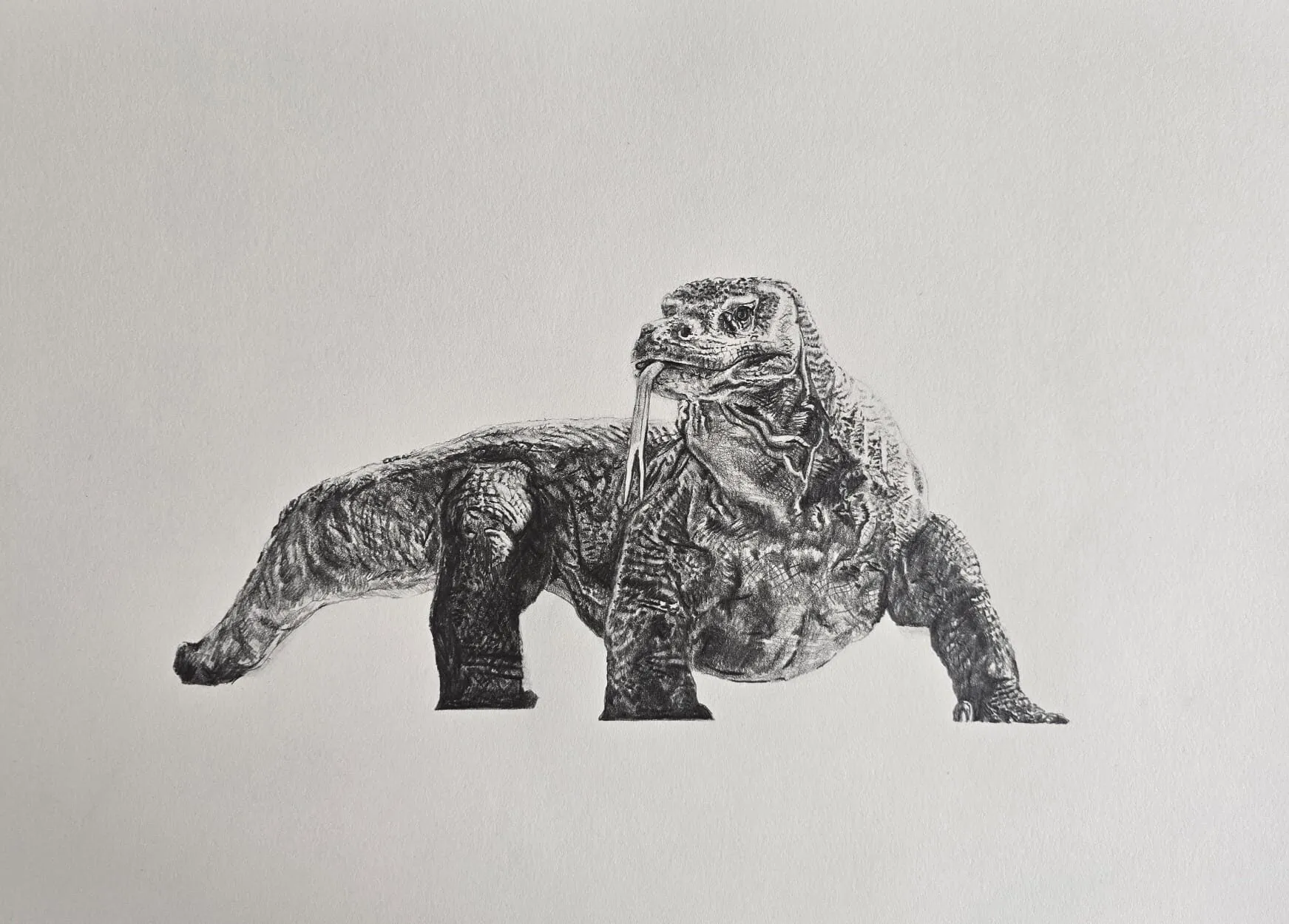A lizard drawn in graphite pencil